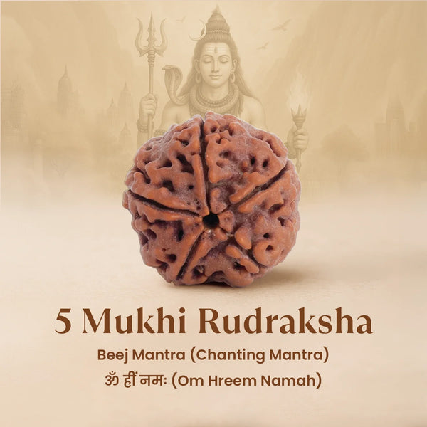 5 Mukhi