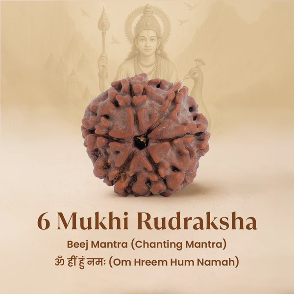 6 Mukhi 1